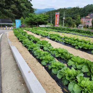 우일토종닭 리뷰 사진