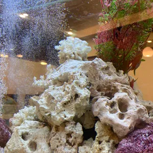 안녕쿠마 리뷰 사진