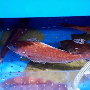 용기수산 리뷰 사진