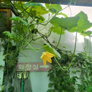돌섬횟집 리뷰 사진