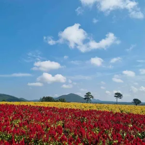 카페보롬왓 대표 사진