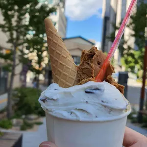 젤라떼리아 징코 사진