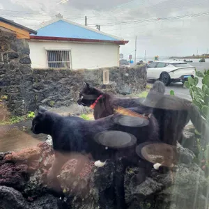 카페리 구좌 카페 평대리해변 세화 소품 리뷰 사진