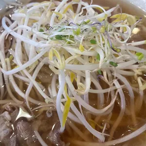 국수나무 사진