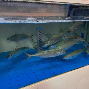 대천항 리뷰 사진