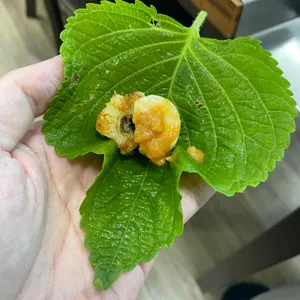 미조갈매기 리뷰 사진