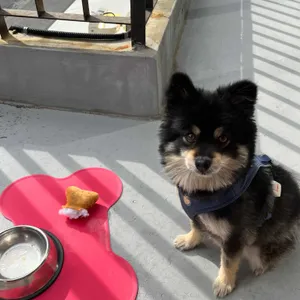 포르타나 리뷰 사진
