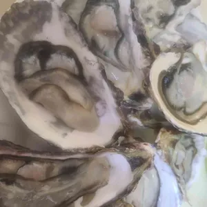 광어2마리 사진