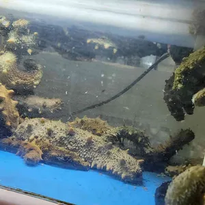 거문도 리뷰 사진