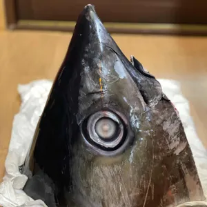 참치왕 양승호 리뷰 사진