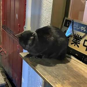 이로우 리뷰 사진