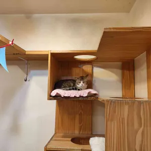 고양이정원 리뷰 사진