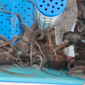낙지섬 사진