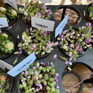 하나개팜 리뷰 사진