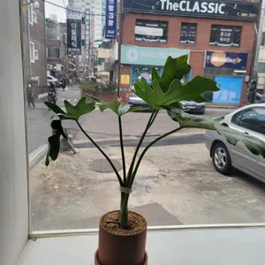 도톰카츠 리뷰 사진