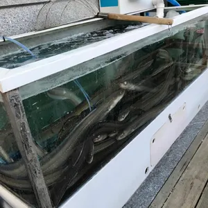 똘똘이바다장어 사진