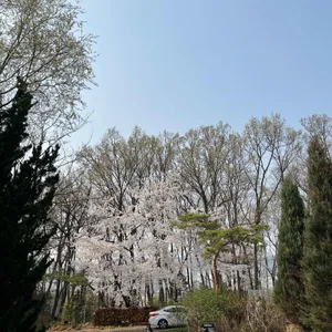 마이알레 리뷰 사진