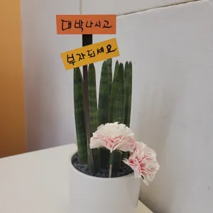 카페 청솔로9 리뷰 사진