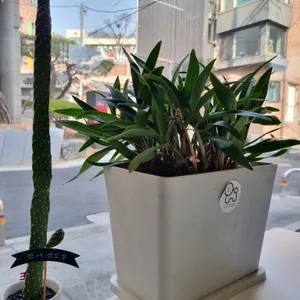 리본윈도우  리뷰 사진