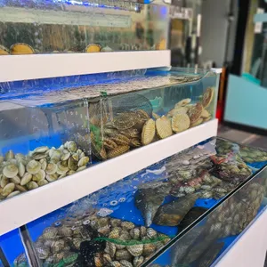 오아시스조개 사진