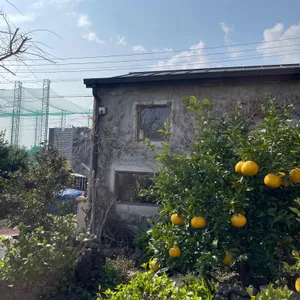 카페 귤꽃다락 리뷰 사진