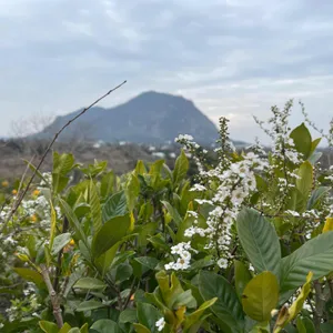 마노르블랑 리뷰 사진
