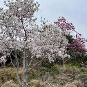 베케 리뷰 사진