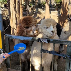 어린왕자감귤밭 리뷰 사진