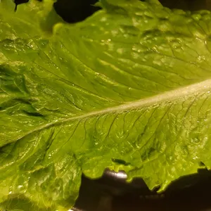 이리족발 리뷰 사진