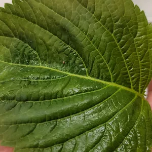 광양숯불구이 리뷰 사진