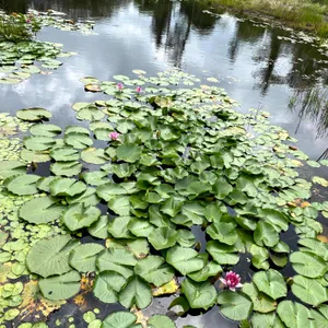 선흘곶 리뷰 사진