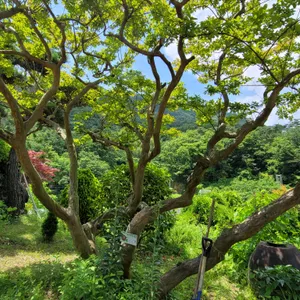 우향 리뷰 사진