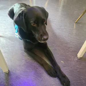 블랙랩 리뷰 사진