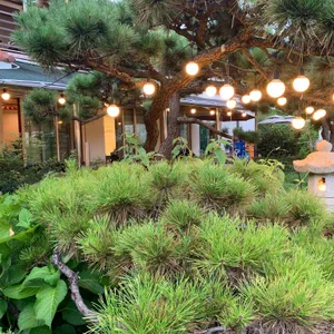 금성 리뷰 사진