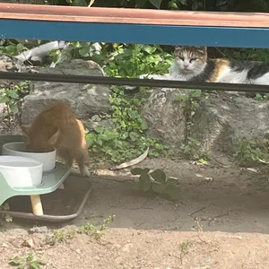 안도르 리뷰 사진