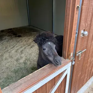 후프후프 리뷰 사진