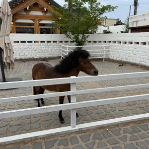 후프후프 리뷰 사진