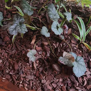 와일드그라스 리뷰 사진