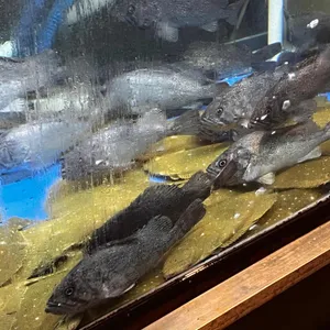 오징어선수촌 리뷰 사진