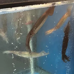 오징어선수촌 리뷰 사진