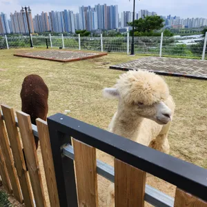 파차 리뷰 사진