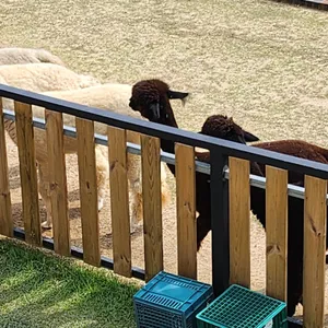 파차 리뷰 사진