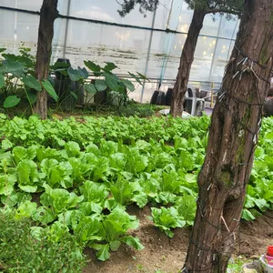 황금정원 리뷰 사진