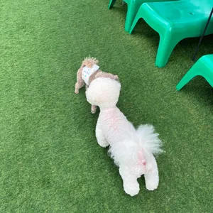 리블링코코 리뷰 사진