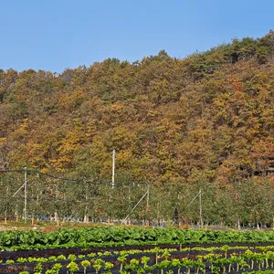 원조 신촌식당 리뷰 사진