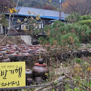 소나무집 리뷰 사진