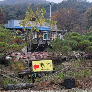 소나무집 리뷰 사진
