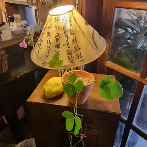 사과나무 리뷰 사진