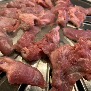 강남갈매기 사진