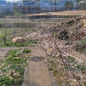 카페복숭아 리뷰 사진